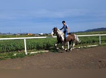 Mustang Mix, Ogier, 7 lat, 158 cm, Srokata