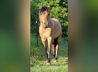 Mustang, Ogier, 5 lat, 150 cm, Bułana