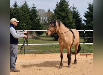 Mustang, Ogier, 5 lat, 150 cm, Bułana