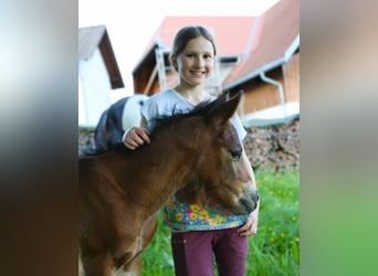 Mustang Mix, Ogier, Źrebak (05/2026), 148 cm, Gniada