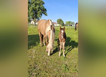 Mustang, Ogier, Źrebak (05/2025), 152 cm