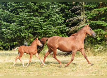 Mustang, Ogier, Źrebak (06/2026), 154 cm, Ciemnokasztanowata