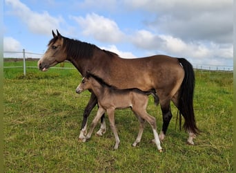 Mustang, Semental, 1 año, 150 cm, Buckskin/Bayo