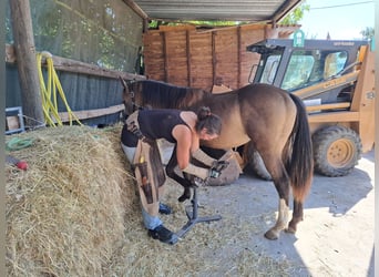 Mustang, Semental, 1 año, 150 cm, Buckskin/Bayo