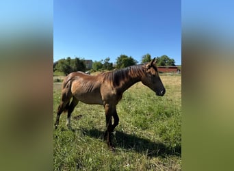 Mustang, Semental, 1 año, 150 cm, Buckskin/Bayo
