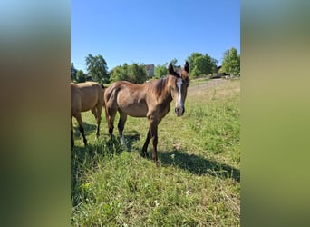 Mustang, Semental, 1 año, 150 cm, Buckskin/Bayo