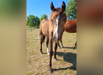 Mustang, Semental, 1 año, 150 cm, Buckskin/Bayo