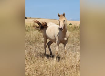 Mustang, Semental, 1 año, 150 cm, Champán