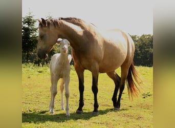 Mustang, Semental, 1 año, 150 cm, Palomino