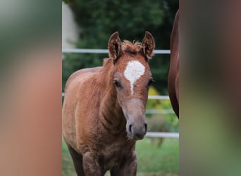 Mustang, Semental, 1 año, 152 cm, Alazán-tostado