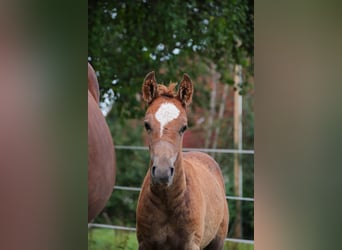 Mustang, Semental, 1 año, 152 cm, Alazán-tostado