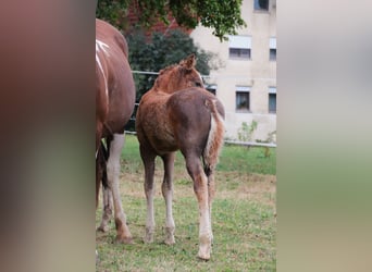 Mustang, Semental, 1 año, 152 cm, Alazán-tostado