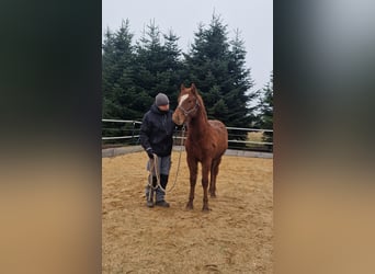 Mustang, Semental, 1 año, 152 cm, Alazán-tostado