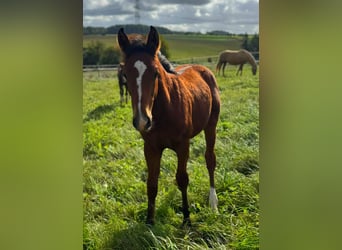 Mustang, Semental, 1 año, 154 cm, Castaño
