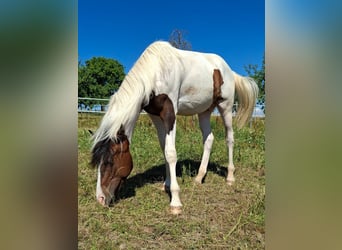 Mustang, Semental, 1 año, 154 cm, Tobiano-todas las-capas