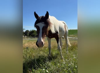Mustang, Semental, 1 año, 154 cm, Tobiano-todas las-capas
