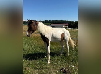 Mustang, Semental, 1 año, 154 cm, Tobiano-todas las-capas