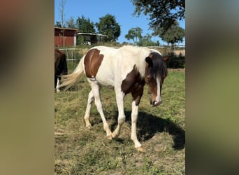 Mustang, Semental, 1 año, 154 cm, Tobiano-todas las-capas