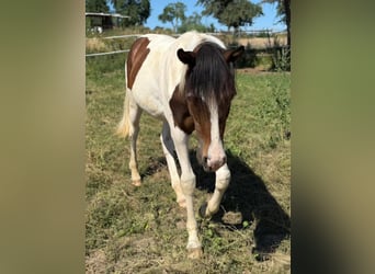 Mustang, Semental, 1 año, 154 cm, Tobiano-todas las-capas