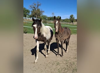 Mustang, Semental, 1 año, 154 cm, Tobiano-todas las-capas