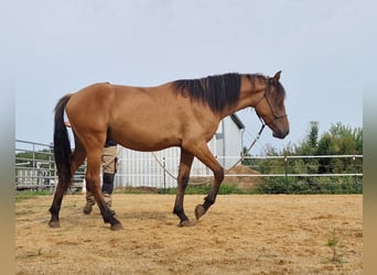 Mustang, Semental, 1 año, 155 cm, Bayo