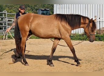 Mustang, Semental, 1 año, 155 cm, Bayo