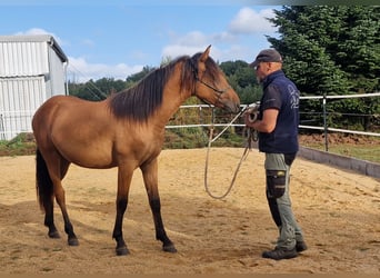 Mustang, Semental, 1 año, 155 cm, Bayo