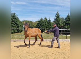 Mustang, Semental, 1 año, 155 cm, Bayo