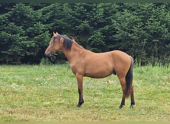 Mustang, Semental, 1 año, 155 cm, Bayo