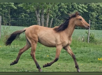 Mustang, Semental, 1 año, 155 cm, Bayo