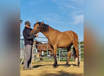 Mustang, Semental, 1 año, 155 cm, Bayo