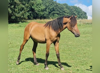 Mustang, Semental, 1 año, 155 cm, Bayo