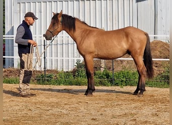 Mustang, Semental, 1 año, 155 cm, Bayo