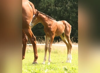 Mustang, Semental, 1 año, 156 cm, Castaño