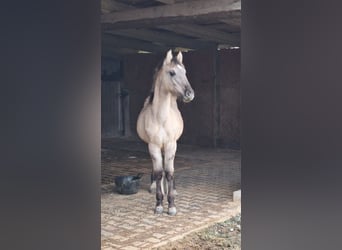 Mustang, Semental, 1 año, Grullo