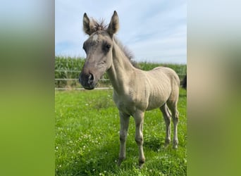 Mustang, Semental, 1 año, Grullo