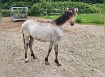 Mustang, Semental, 1 año, Grullo