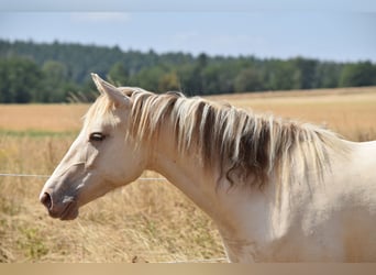 Mustang, Semental, 2 años, 150 cm, Champán