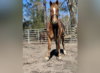 Mustang, Semental, 4 años, 160 cm, Alazán