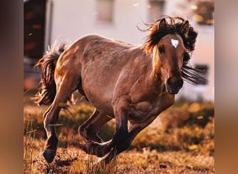Mustang, Semental, 6 años, 149 cm, Buckskin/Bayo