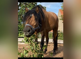 Mustang, Semental, 7 años, 149 cm, Buckskin/Bayo