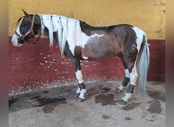 Mustang Mestizo, Semental, 7 años, 158 cm, Pío