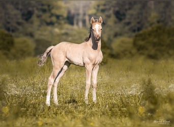 Mustang, Semental, 7 años, 156 cm, Buckskin/Bayo