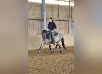 Mustang, Semental, 9 años, 153 cm, Grullo