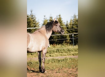 Mustang, Semental, 9 años, 153 cm, Grullo