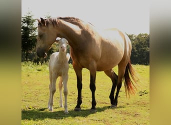 Mustang, Semental, Potro (09/2023), 150 cm, Palomino