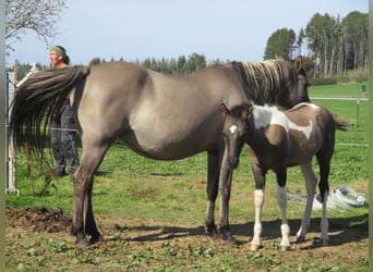 Mustang, Semental, Potro (06/2023), 150 cm, Pío