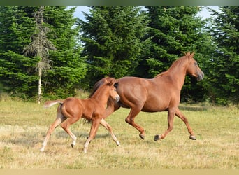 Mustang, Semental, Potro (06/2026), 154 cm, Alazán-tostado