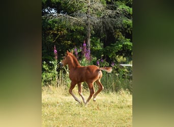 Mustang, Semental, Potro (06/2026), 154 cm, Alazán-tostado