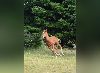 Mustang, Semental, Potro (06/2026), 154 cm, Alazán-tostado